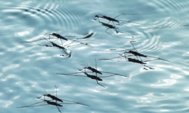 Common malaria misconceptions