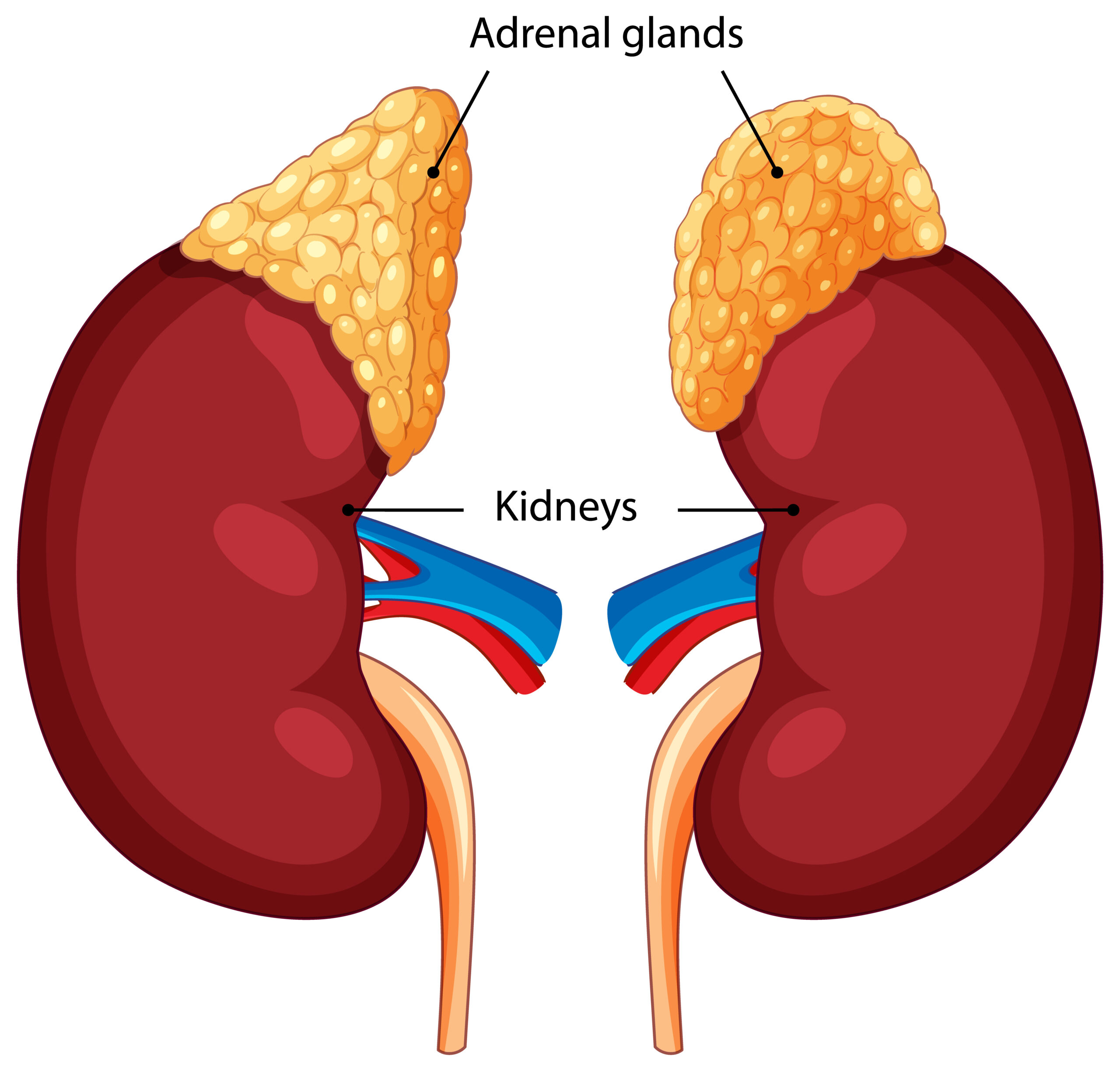 Kidney health detox