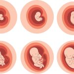 Epigenetics and pregnancy: how your lifestyle shapes your baby’s health