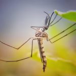 Malaria risk due to floods in various provinces